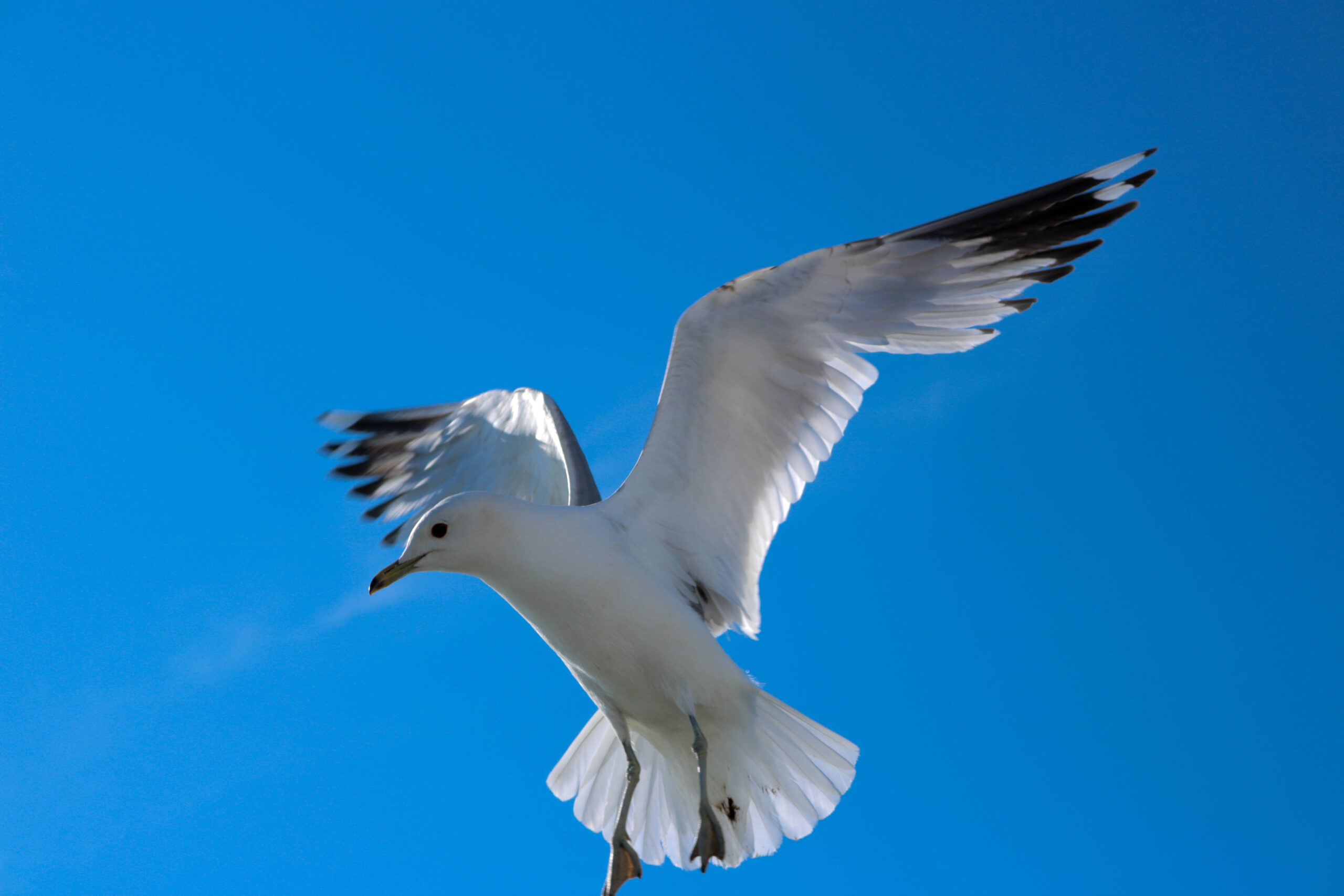 Vogel Vogel